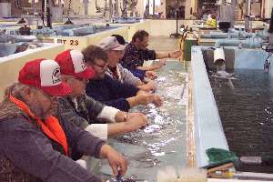 Hatchery workers clipping fish fins