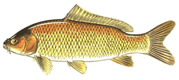 Fishing in Illinois-Common Carp